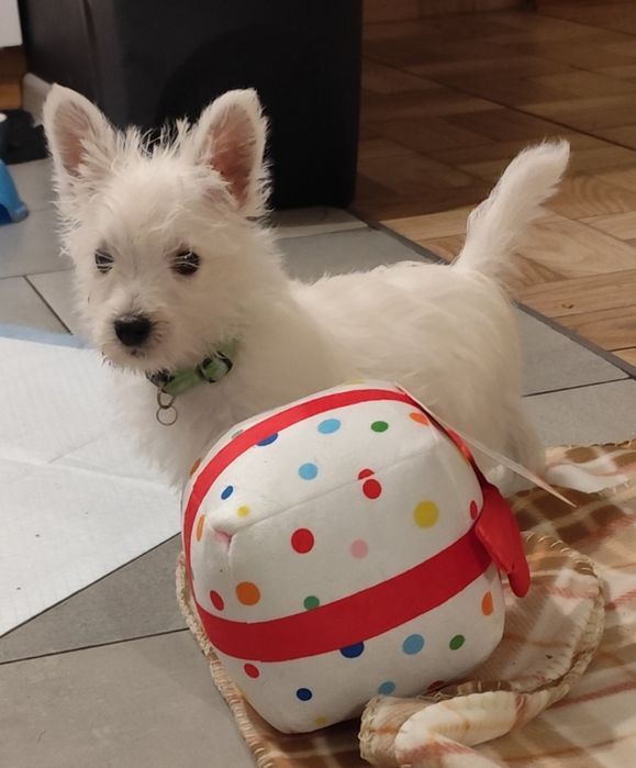 West suczka gotowa do odbioru ostatnia