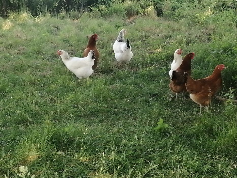 Sprzedam jajka od młodych kur cena za szt 80gr