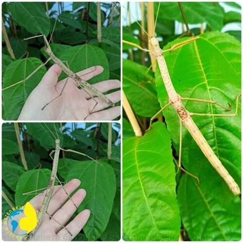 Палочники Краснокрилі, Аннамські , Кордильерскі , Несподівані.