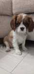 Cavalier king  charles spaniel  cavaliery z metryką i czipem
