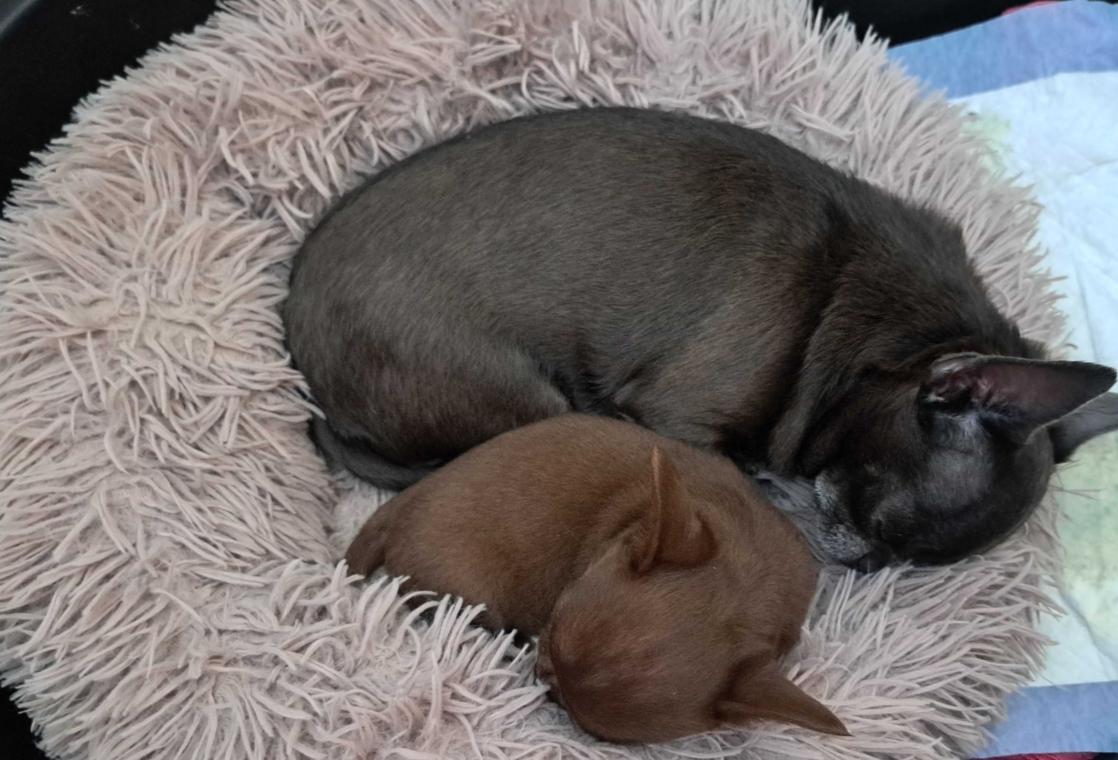 Chihuahua suczka