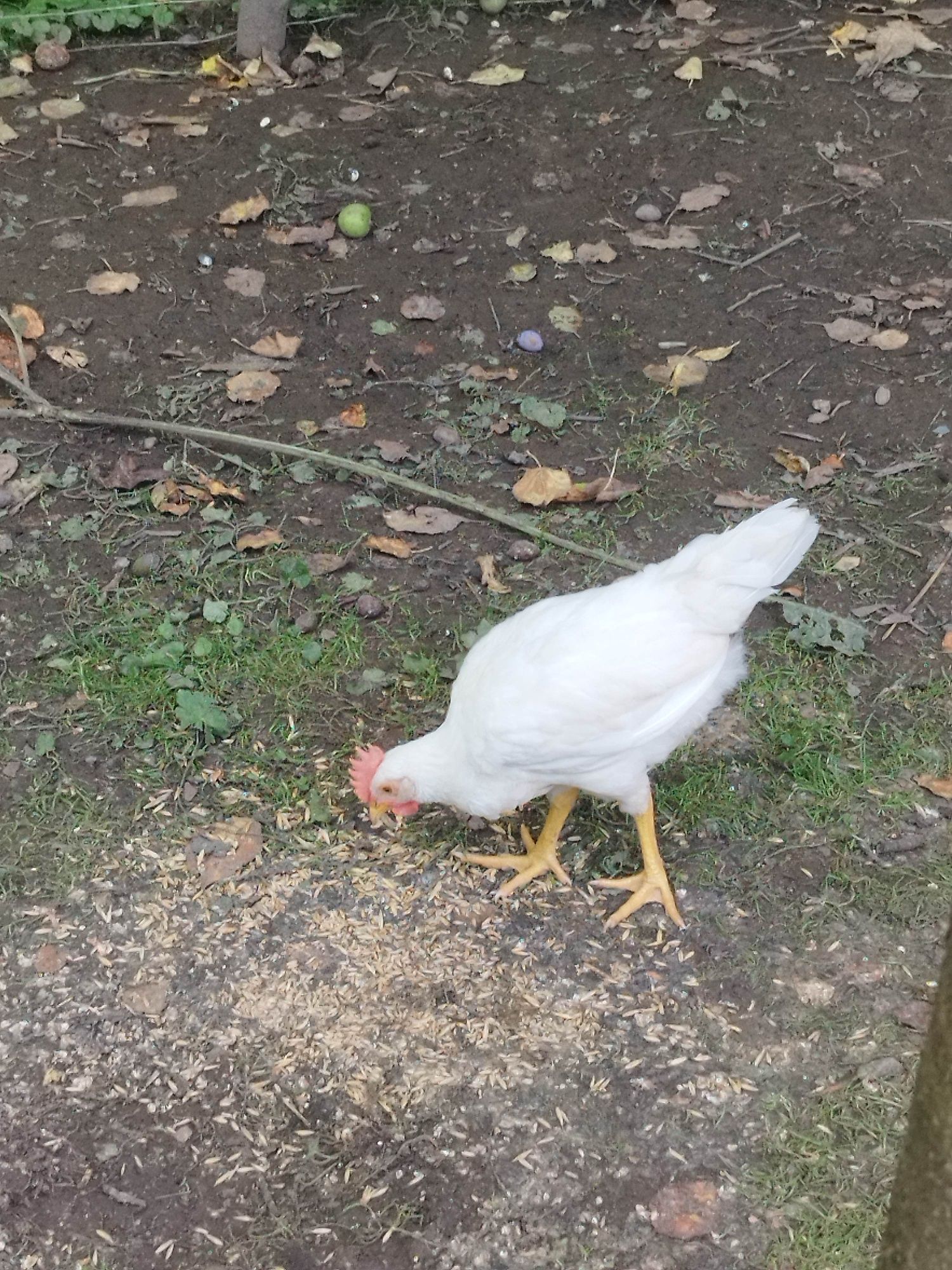 Kogut Koguty Leghorn Leghorny Czysto Rasowe