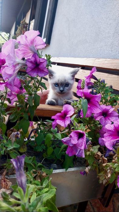 Продам кошенят шотландських веслоухих