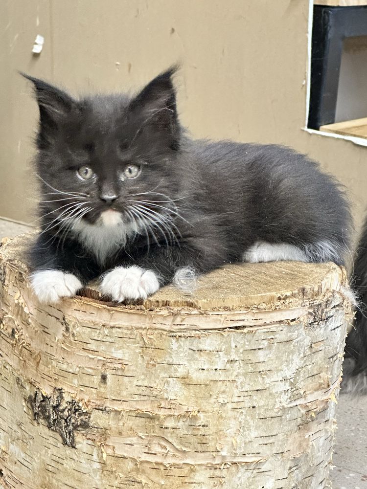 Кошечка мейн кун 1,5 міс