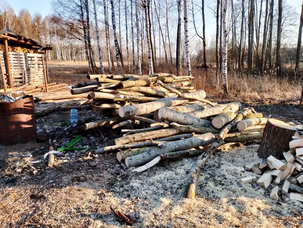 Sosna widoczna na zdjęciu