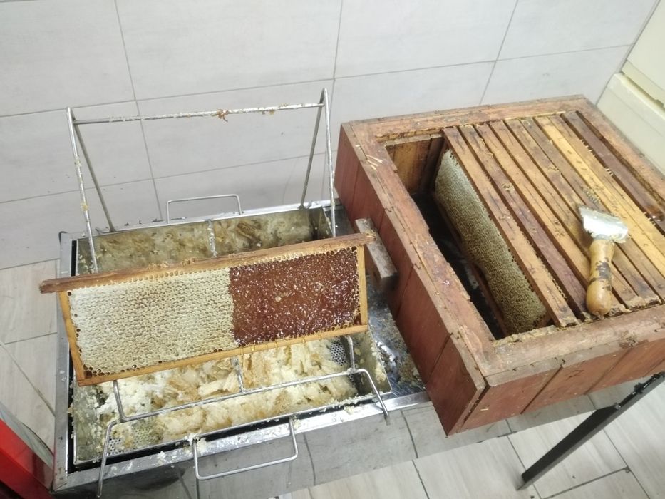 Miód naturalny rzepakowy