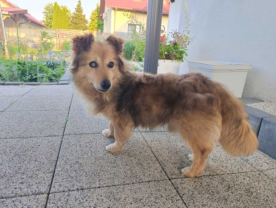 Malutki śliczny kudłaty Kapi ADOPCJA