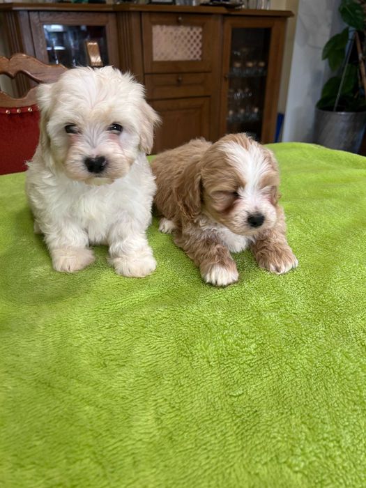 Maltipoo ( maltańczyk + pudel ) piękne SUCZKI