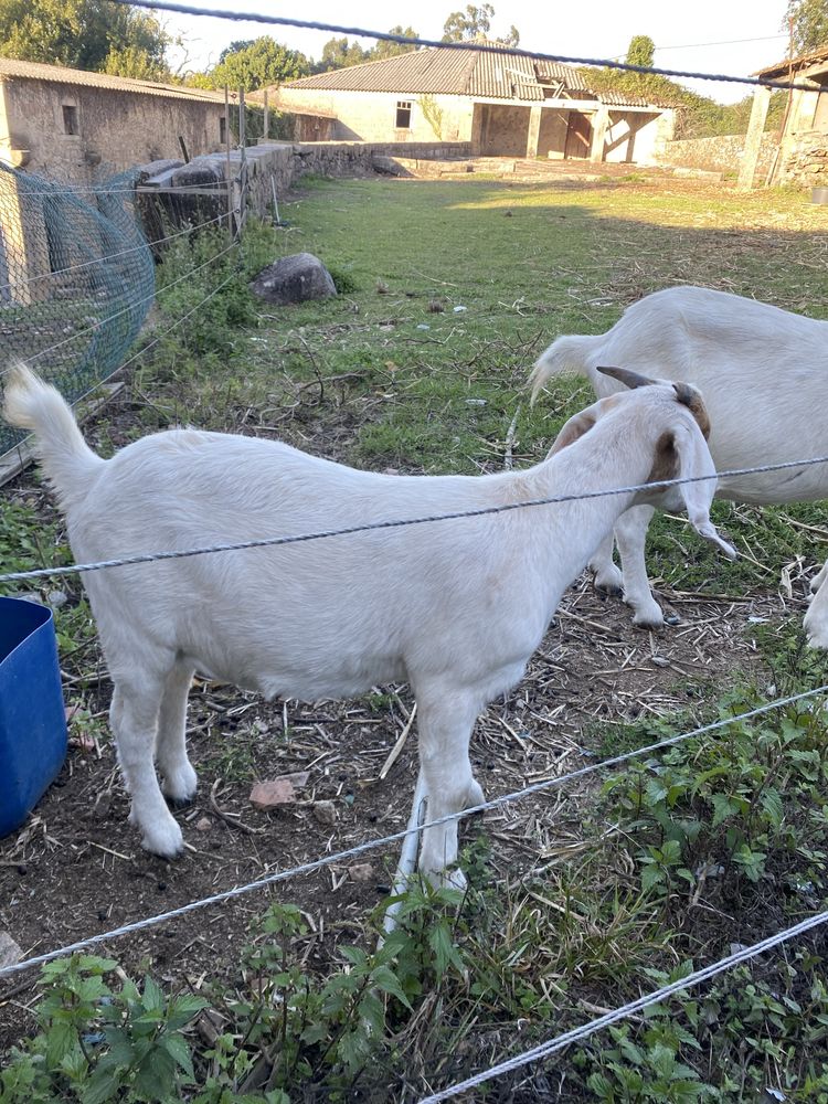 Cabrita boer puro