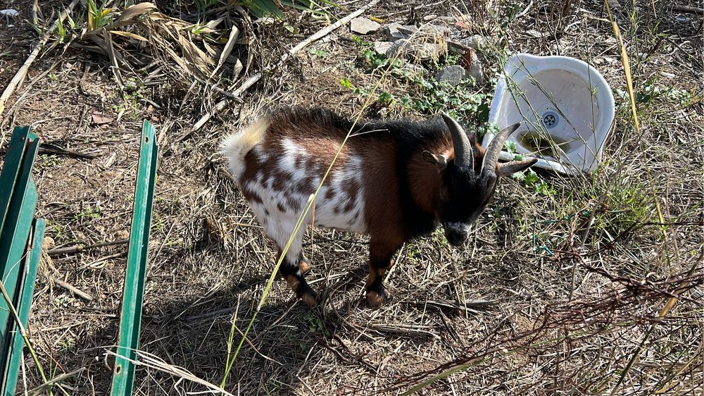 Vendo 2 cabras ana com 8 meses