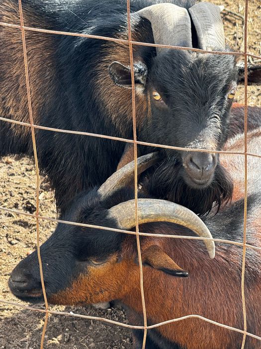 Casal de cabra preço a combinar