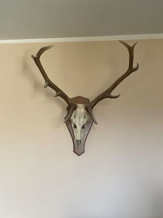 Sprzedam poroże jelenia z czaszką na desce