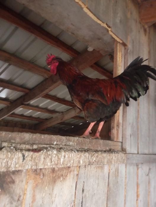 Młode koguty i kaczka