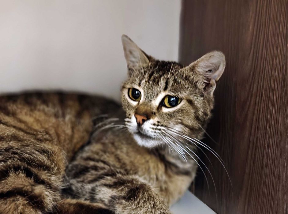 Няшна і ніжна кішечка Квітя (10 міс) чекає на свою людину! Кіт, кішка