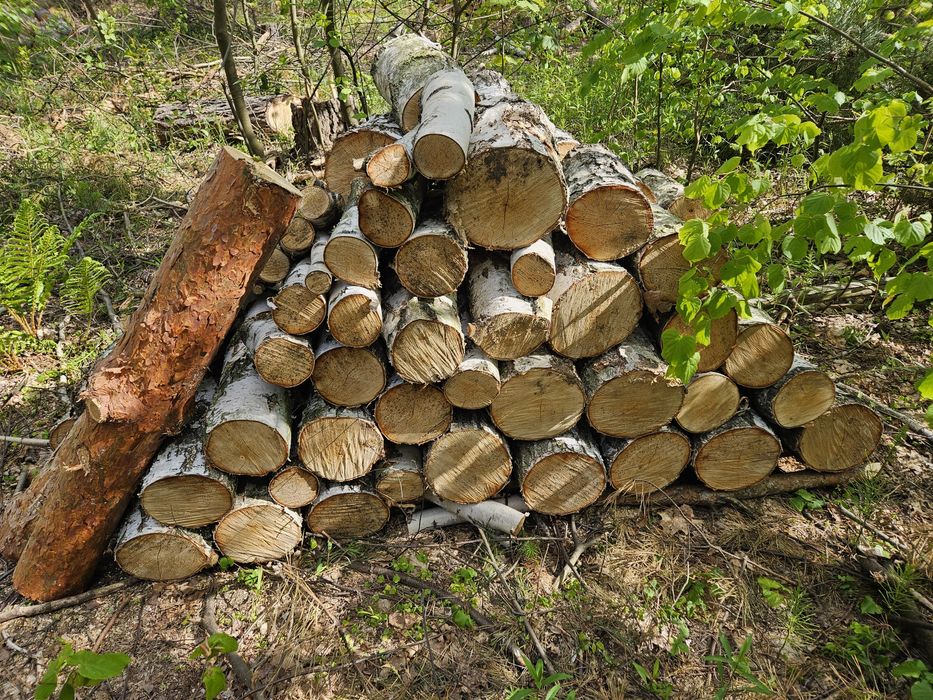 Sprzedaż drewna opałowego sosna i brzoza - wysoka jakość, dobre ceny!