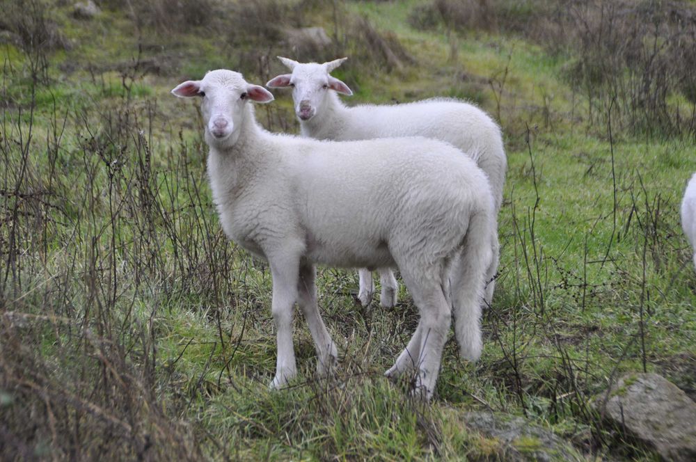 vendo borrego com 3 meses
