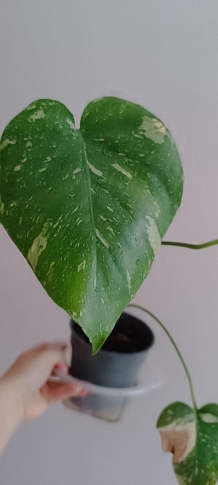Monstera Thai Constellation