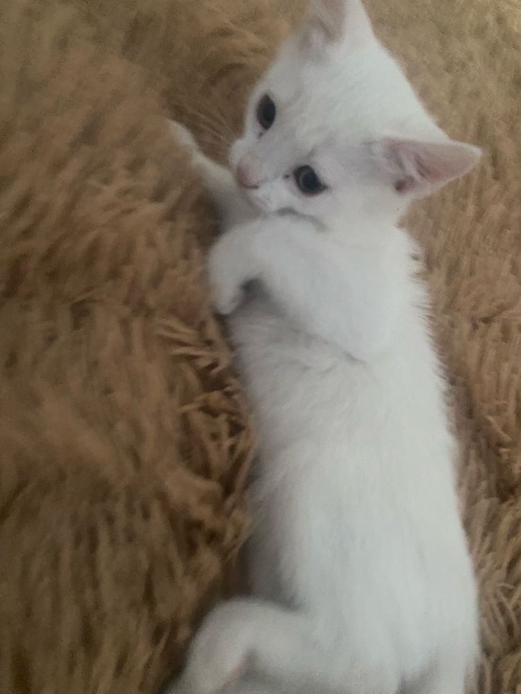 Котенок(девочка) турецкая ангора