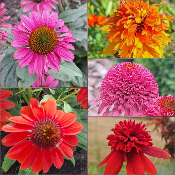 20 szt jeżówka, nasiona jeżówki purpurowej. Kwiaty wieloletnie