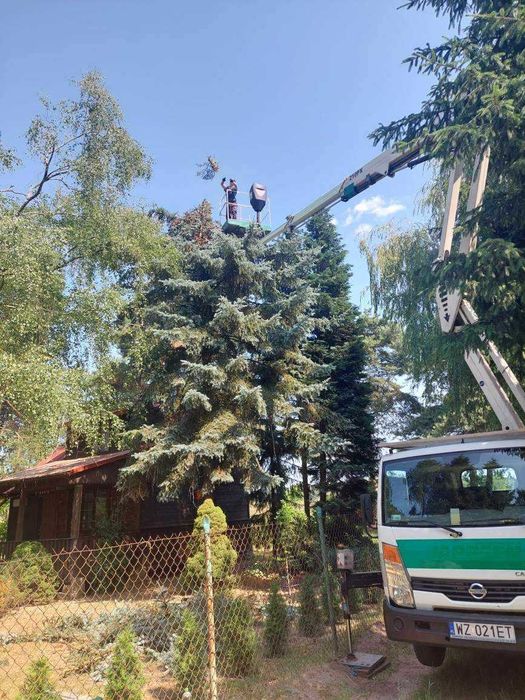 Wycinka Drzew Pielęgnacja Ogrodów