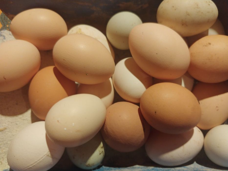 Jaja wiejskie, ekologiczne, wolny wybieg, naturalna pasza