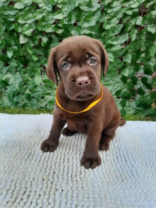 Цуценя Лабрадор дівчинка