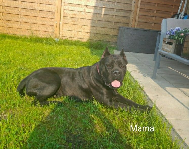 Cane Corso FCI  suczka  zagraniczne krycie. Ładna głowa, do hodowli