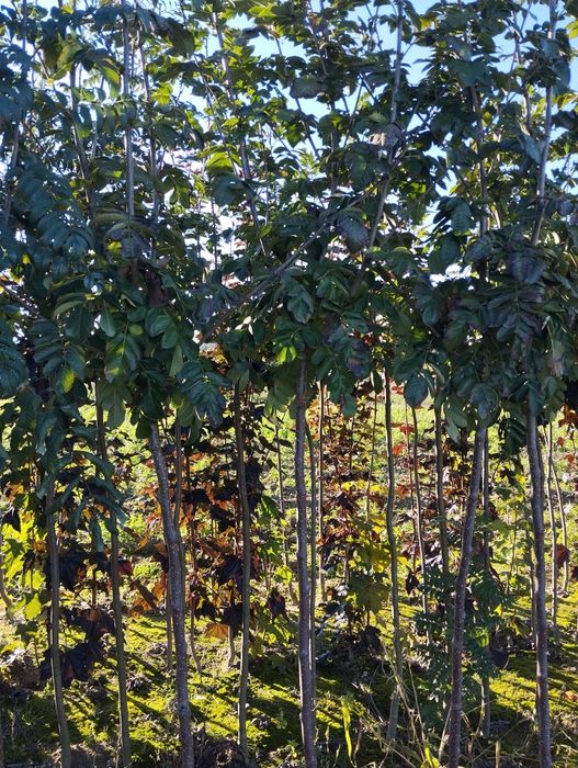 Drzewa Alejowe ,zapraszam