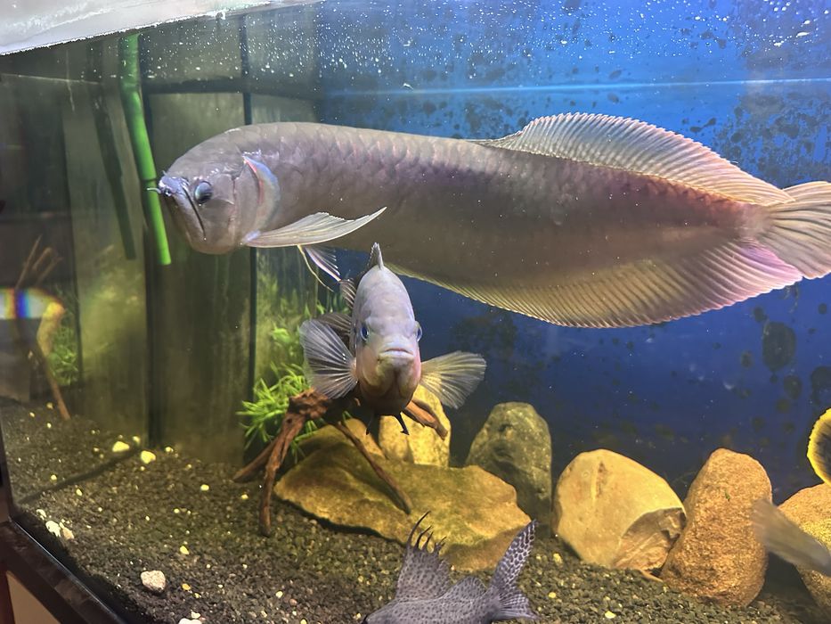 Arowana i pielęgnice pawiookie