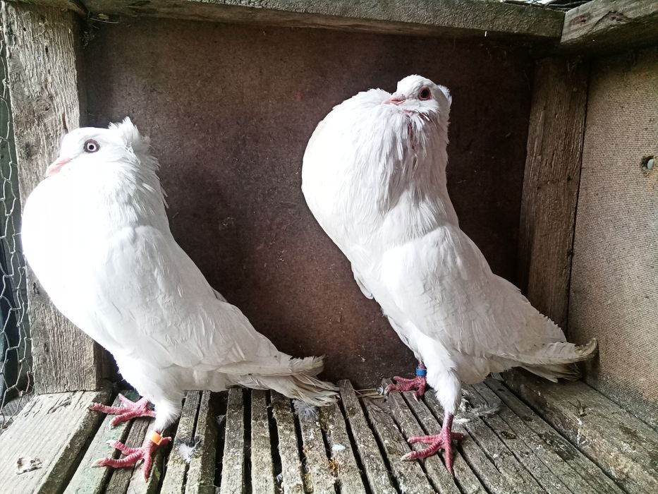 Staropolskie gołębie