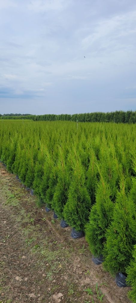 Tuja Smaragd 120 cm tuje 150 thuja 120 szmaragd laurowiśnia 110 gdańsk
