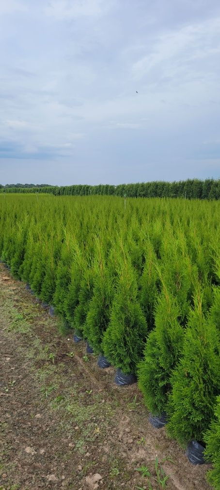 Tuja Smaragd 100 cm tuje 150 thuja 120 szmaragd thuje 110 gdańsk