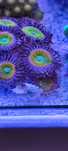 Akwarium morskie.Zoanthus Sunny Premium