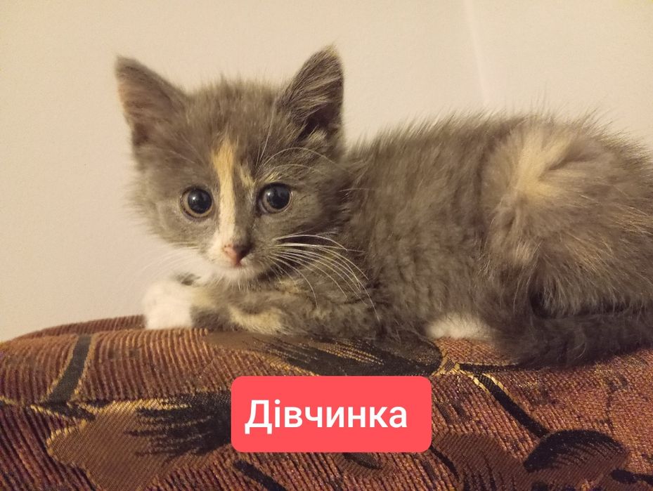 ! терміново, кошенята шукають дім !