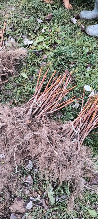 Malina Mapema- Sadzonki