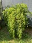 Kwiaty domowe duzy asparagus i grudnik
