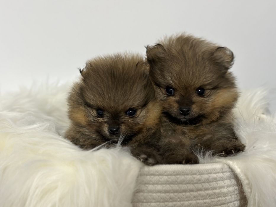 Szpic miniaturowy  Pomeranian FCI rezerwacja