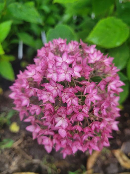 Саженцы гортензии древовидной Белла Анна и Hayes Starburst