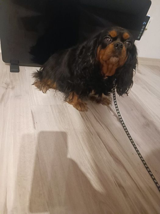 Cavalier King Spaniel sunia