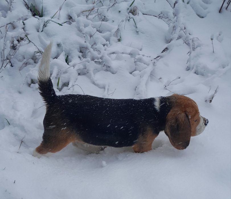 Beagle szczeniak ZKwP (FCI)