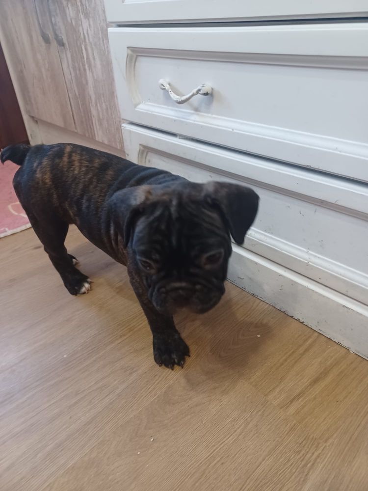Buldogue Francês Macho Tigrado
