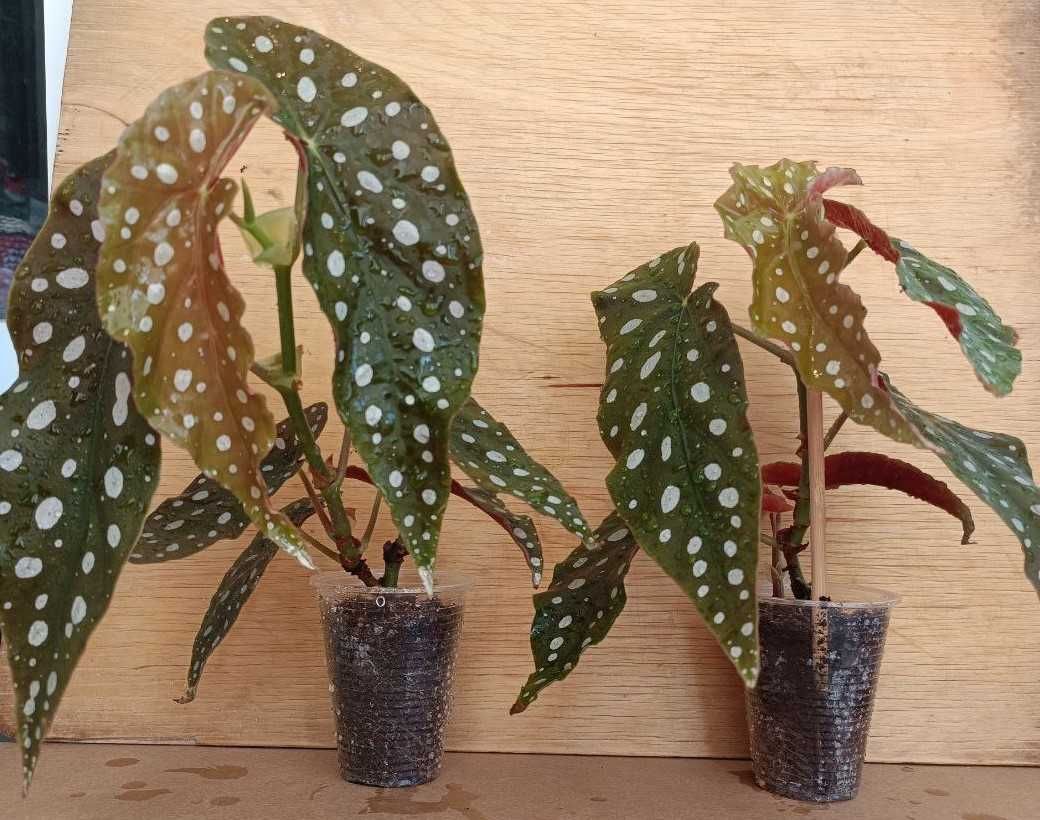 Бегонія макулата Begonia maculata
