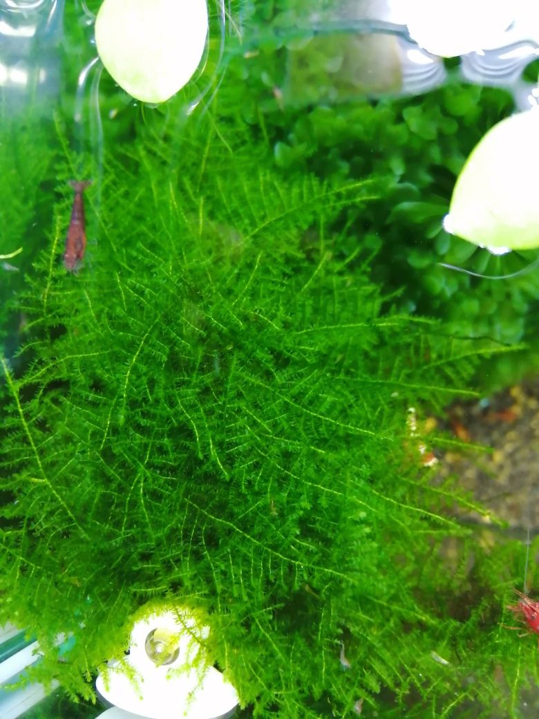 Planta de aquário Red Root Floaters/Riccia/Musgo Pelia/Salvinia Natans
