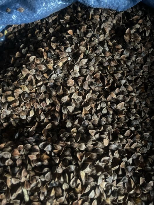 Sprzedam Gryke z sezonu 2025