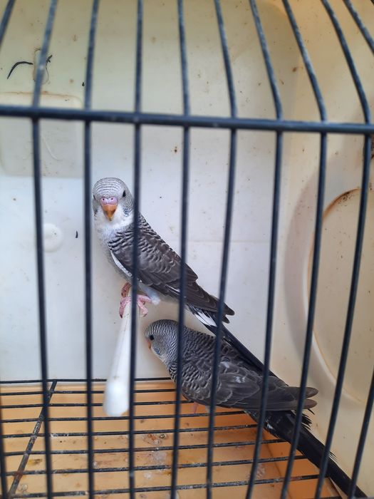 Piriquitos asas negras