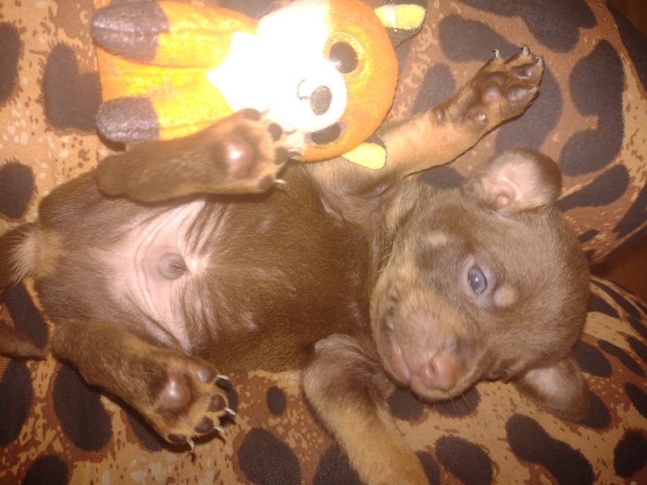 Той -тер'єр на в'язку та продаж цуценят