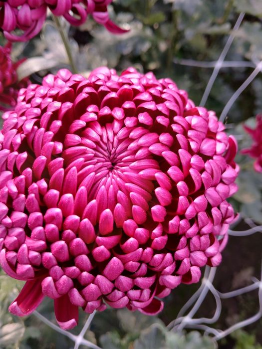 Маточне коріння хризантем