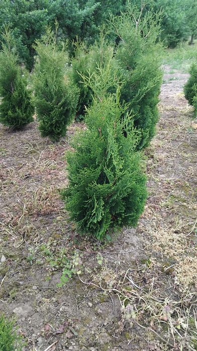Thuje, Tuje, Tuja Kolumna, Thuja Columna,wysokości od 130cm, kopana
