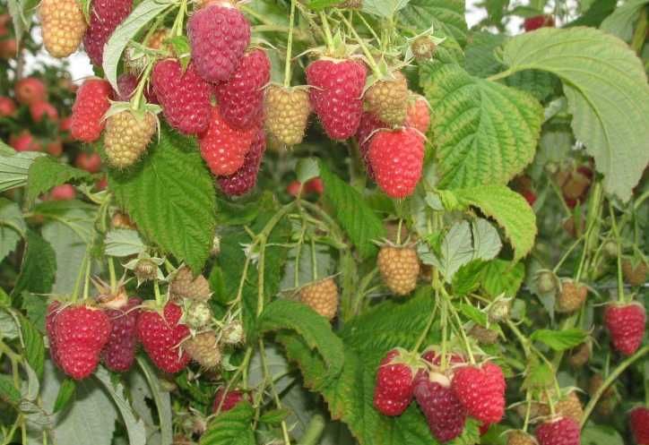 maliny 2 letnie 70cm! Sadzonki malin 12 odmian! z własnej szkółki CAC