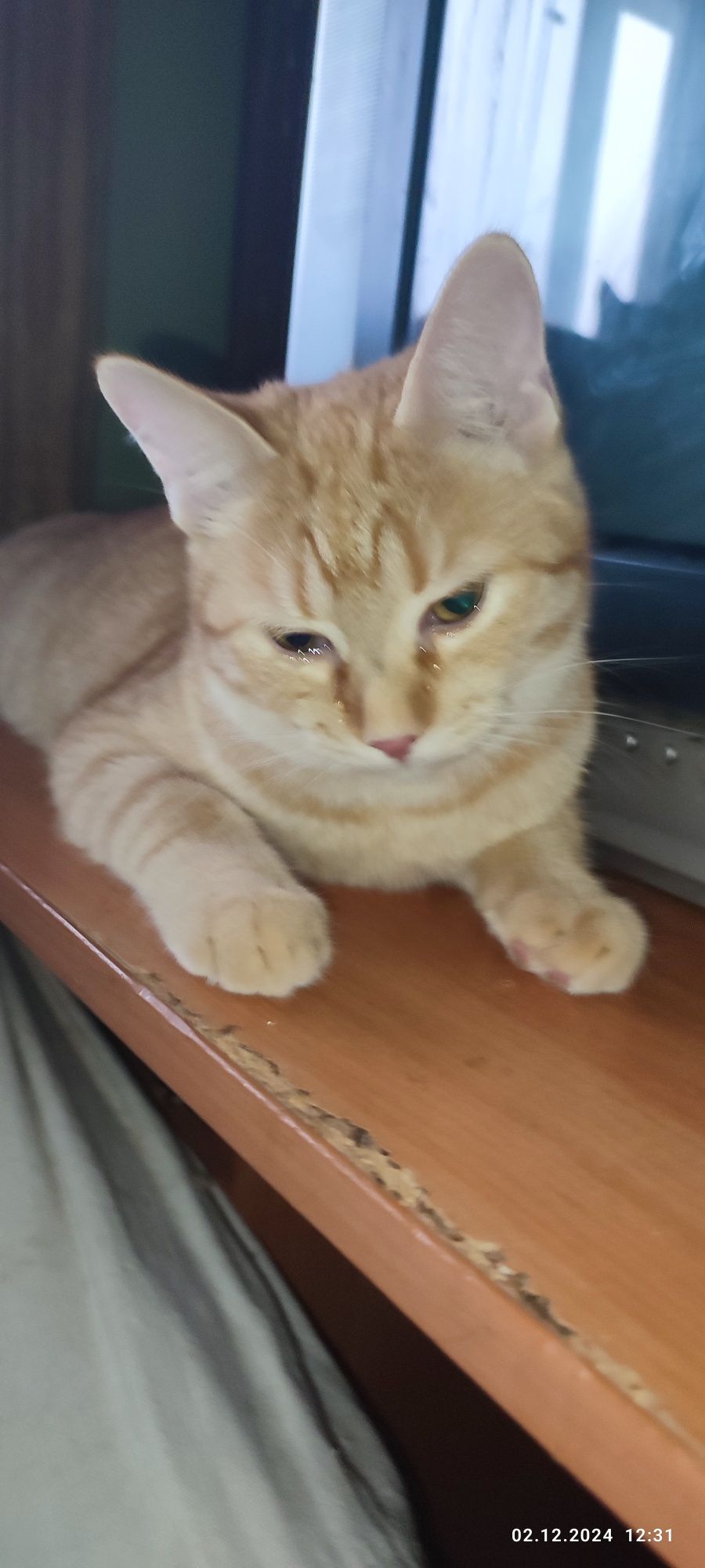 Котята Вашей Мечты ищут самых любящих и ответственных своих людей!!!